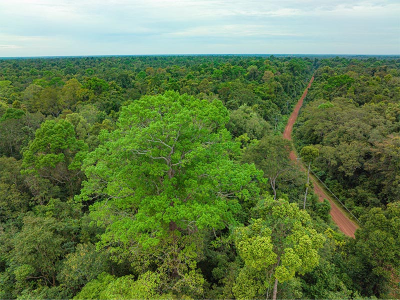 Rừng Lò Gò Xa Mát