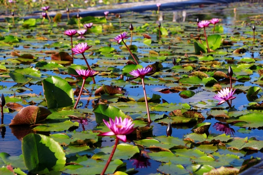 Vườn hoa súng Thái Lan Dương Minh Châu
