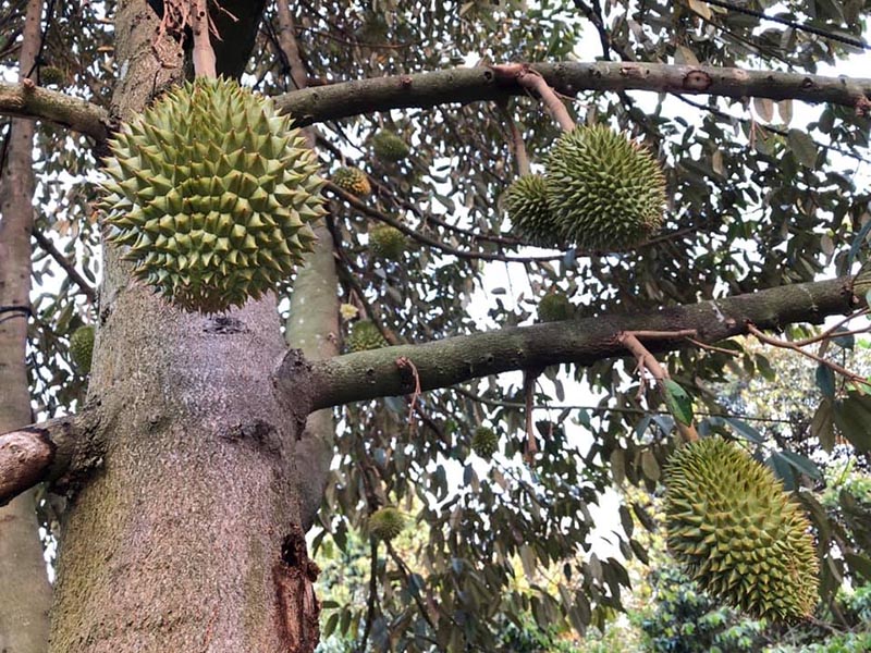 Vườn trái cây Gò Chùa