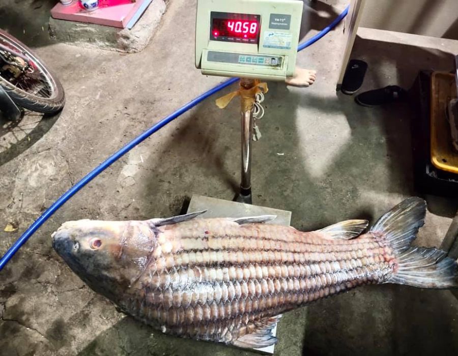 Cá lớn tại nhà hàng